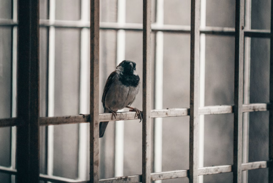 Transfèrement pénitentiaire France