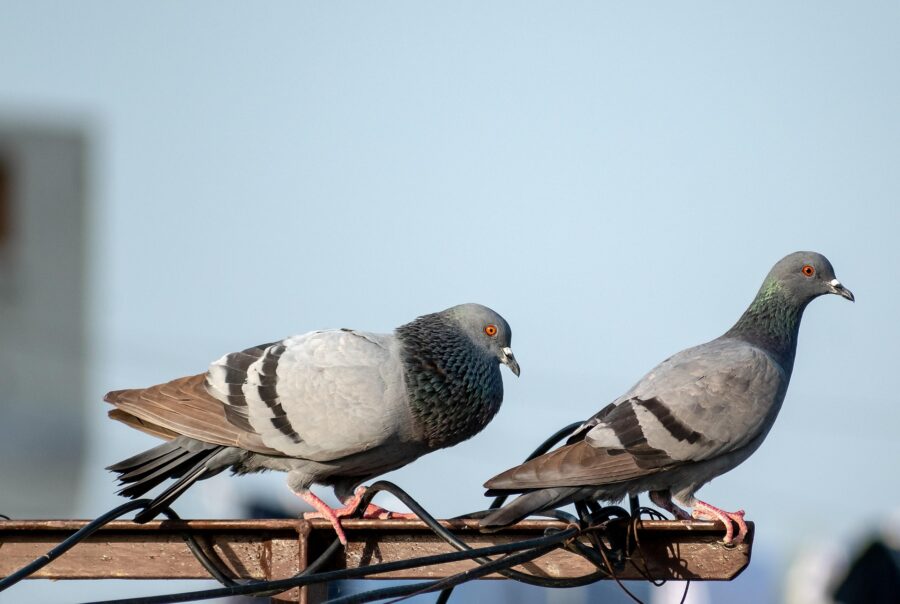 balouriarajesh birds 7921816 1920