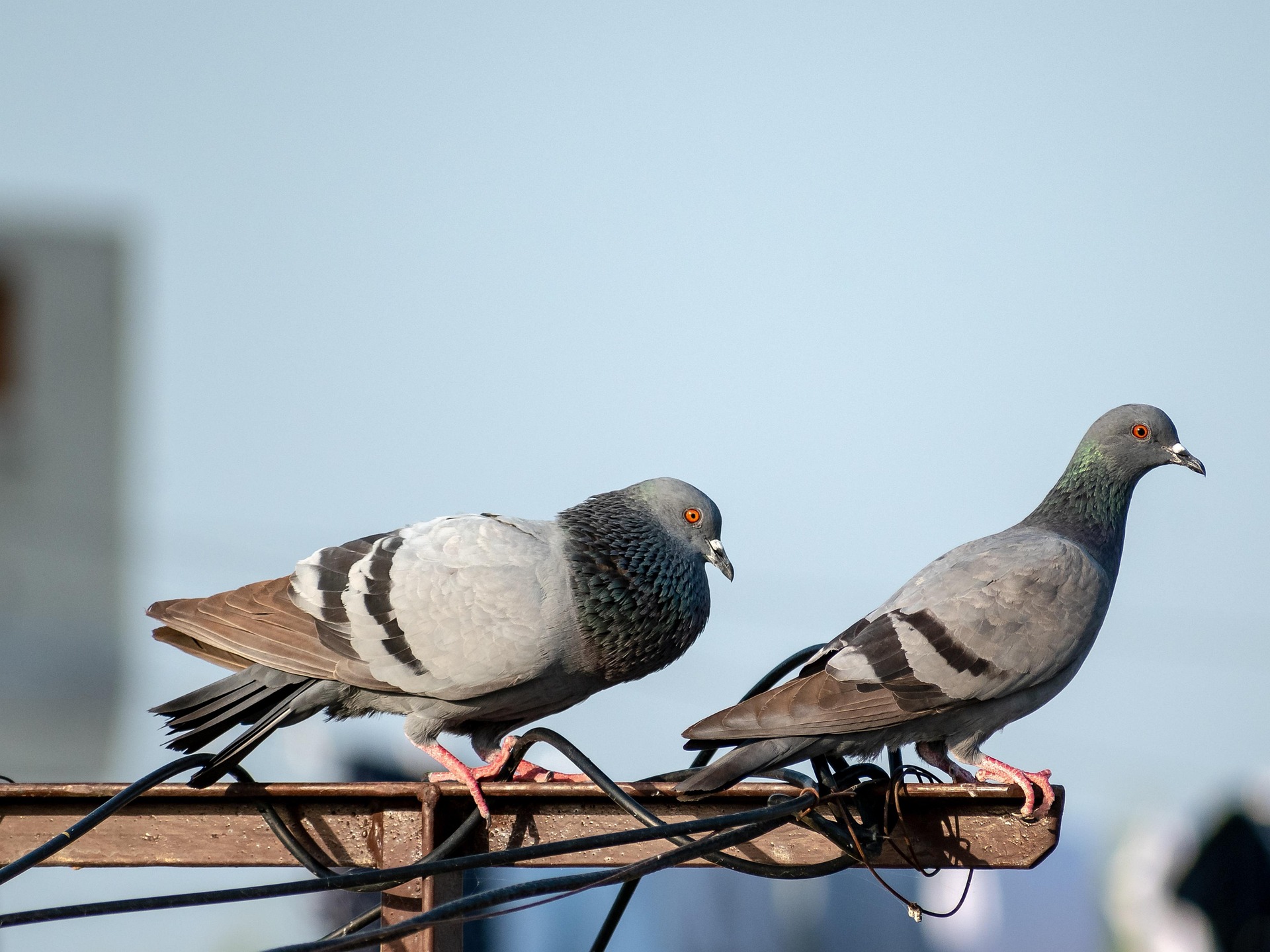 balouriarajesh birds 7921816 1920
