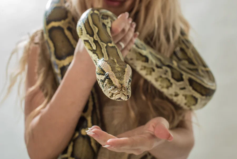 animaux exotiques sécurité intérieure