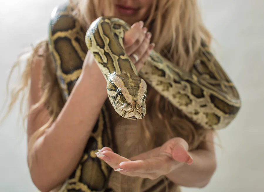 animaux exotiques sécurité intérieure