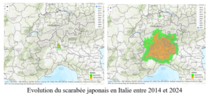 evolution du scarabée japonais en italie entre 2014 et 2024