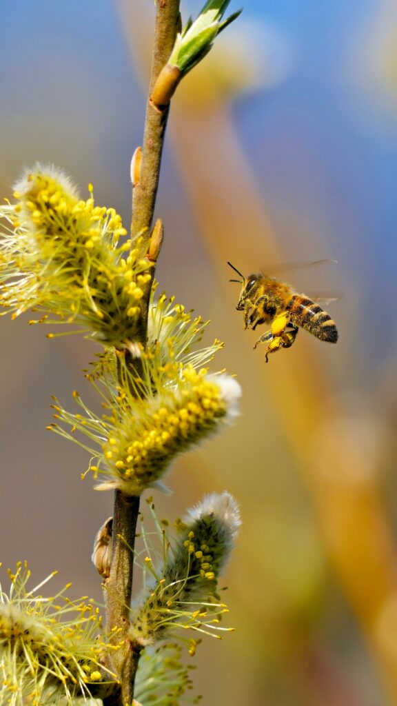 le maillage invisible les pollinisateurs sauvages, infrastructure critique de notre souveraineté alimentaire