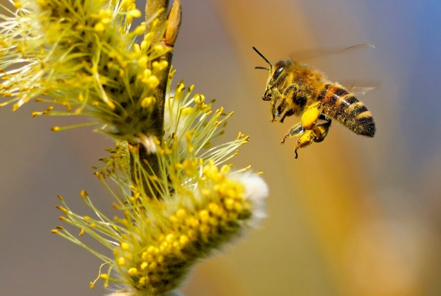 le maillage invisible les pollinisateurs sauvages, infrastructure critique de notre souveraineté alimentaire