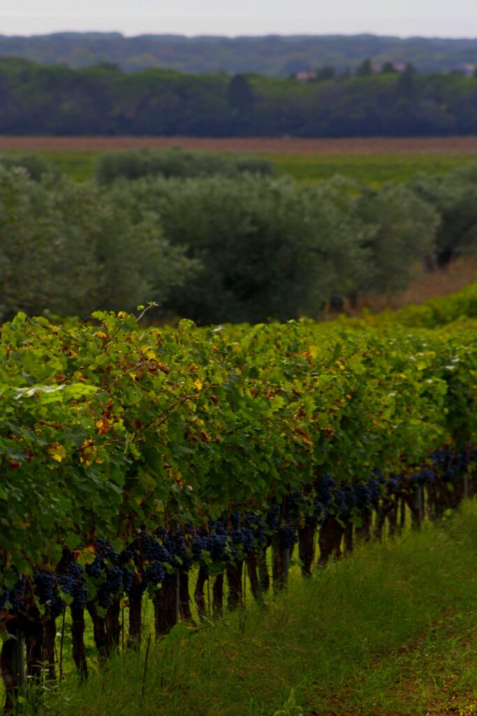souveraineté agricole nos vignes seront elles envahies