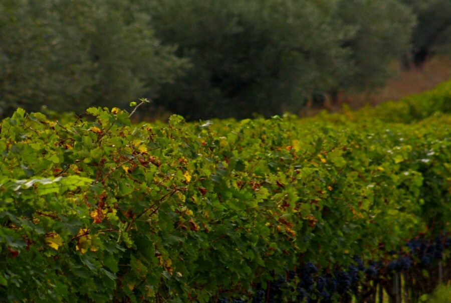 souveraineté agricole nos vignes seront elles envahies