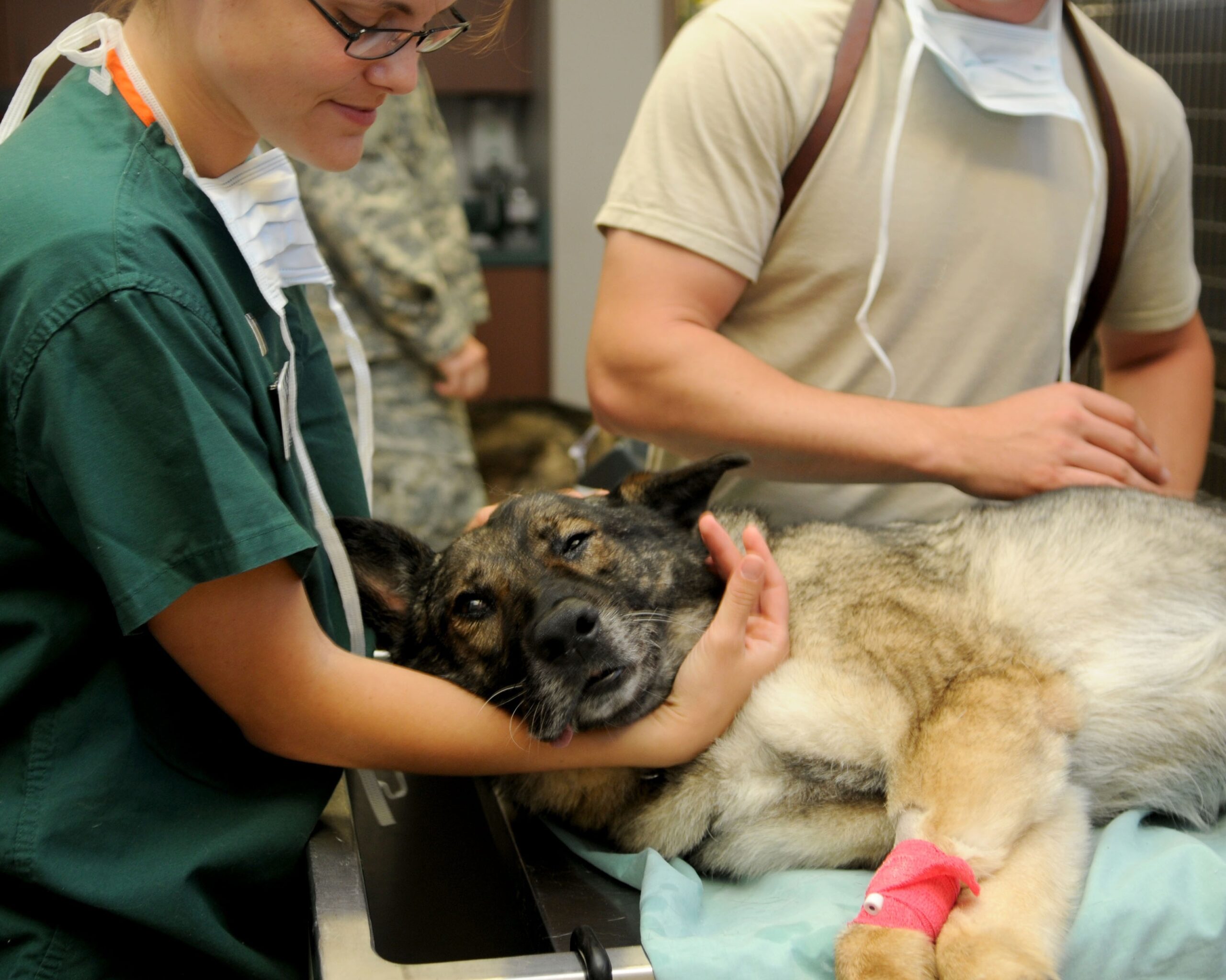 12019 veterinary 85925