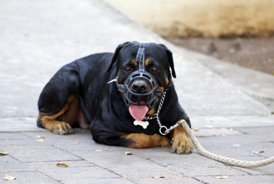 Image Rottweiler