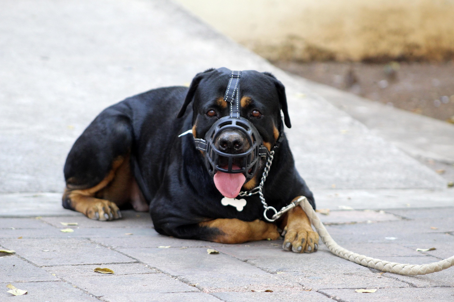 Image Rottweiler