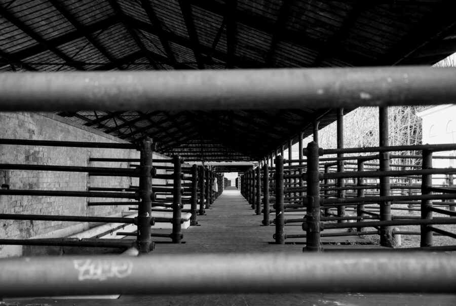 Abattoir